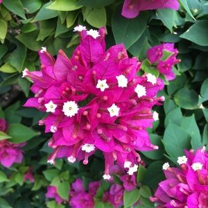 Meet your Posher, Roni